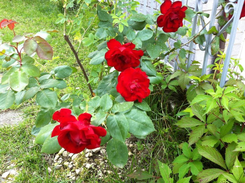 ليتْسّينو B&B Cherry En Rose المظهر الخارجي الصورة
