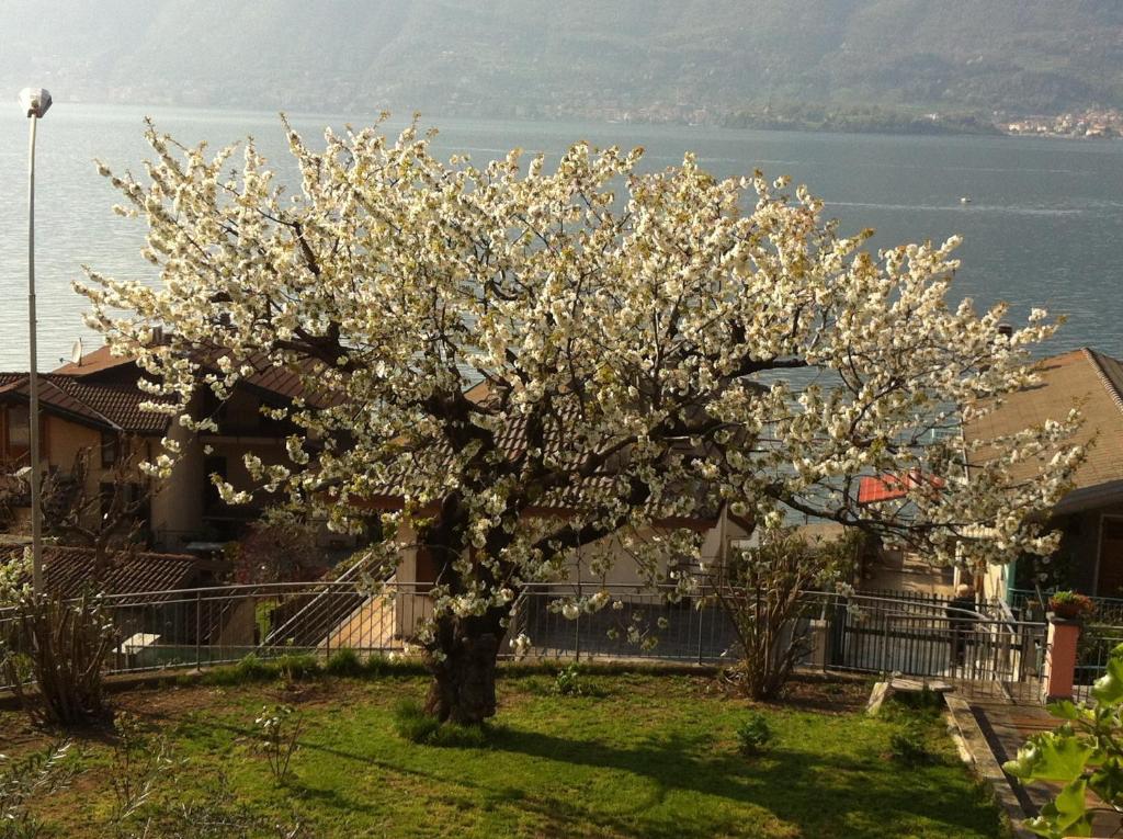 ليتْسّينو B&B Cherry En Rose المظهر الخارجي الصورة